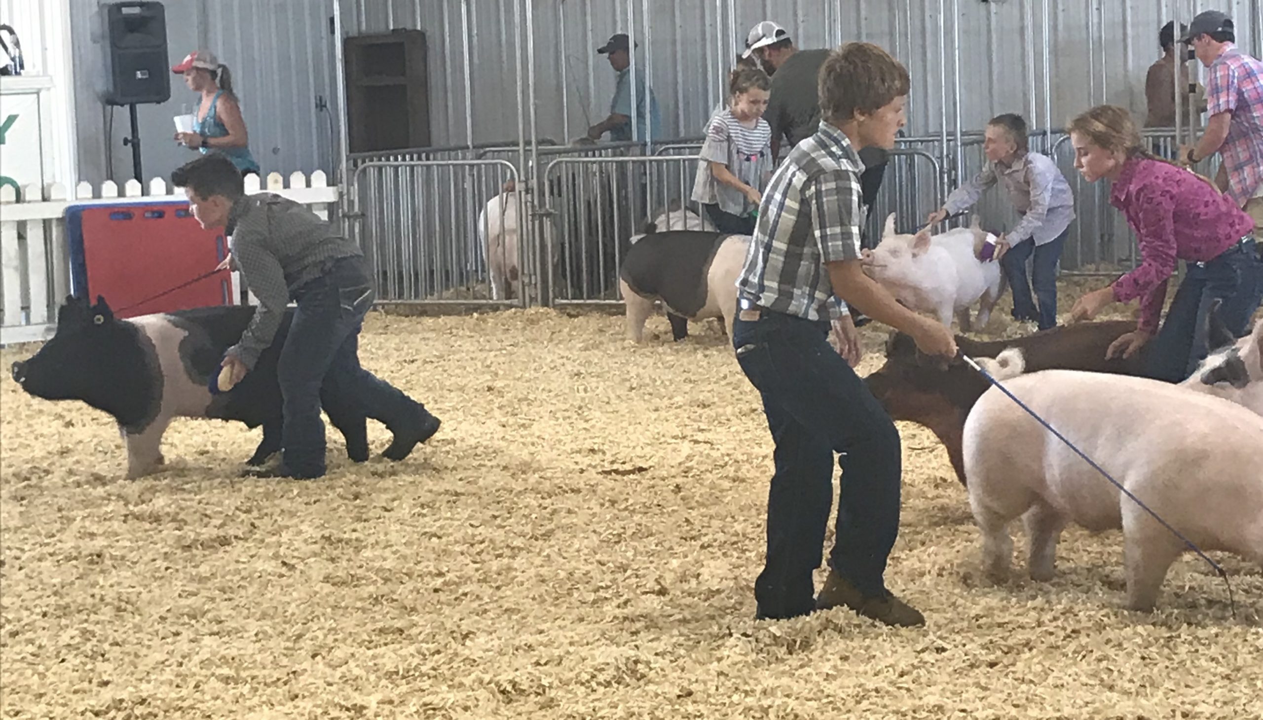 Lawrence County 4H Fair Begins With A Different Format This Year WBIW