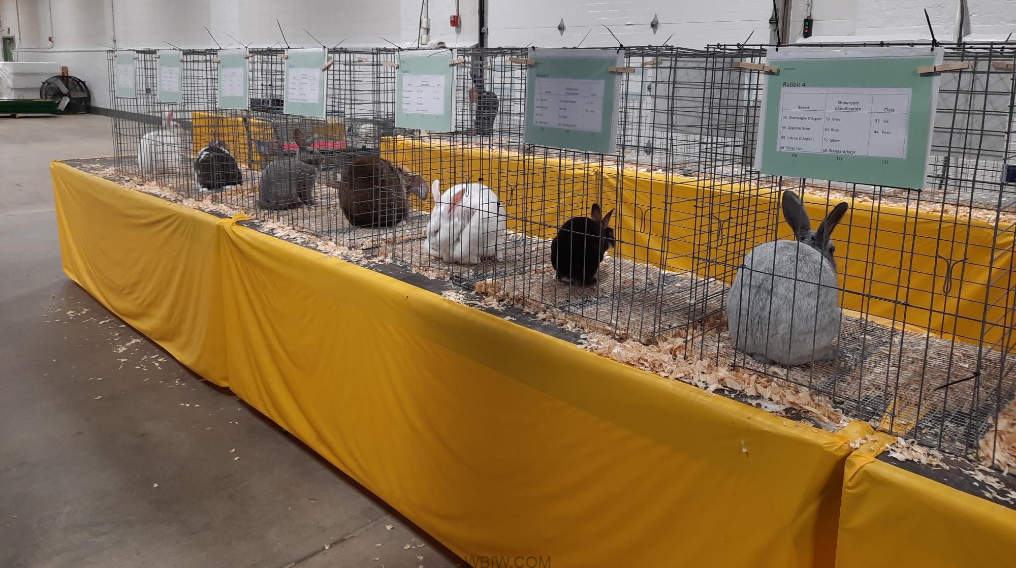 Lawrence County 4H Rabbit Club members shine at Indiana State Fair WBIW