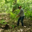 Join the fight against invasive species at Weed Wrangles – Invasive Plant Awareness Days