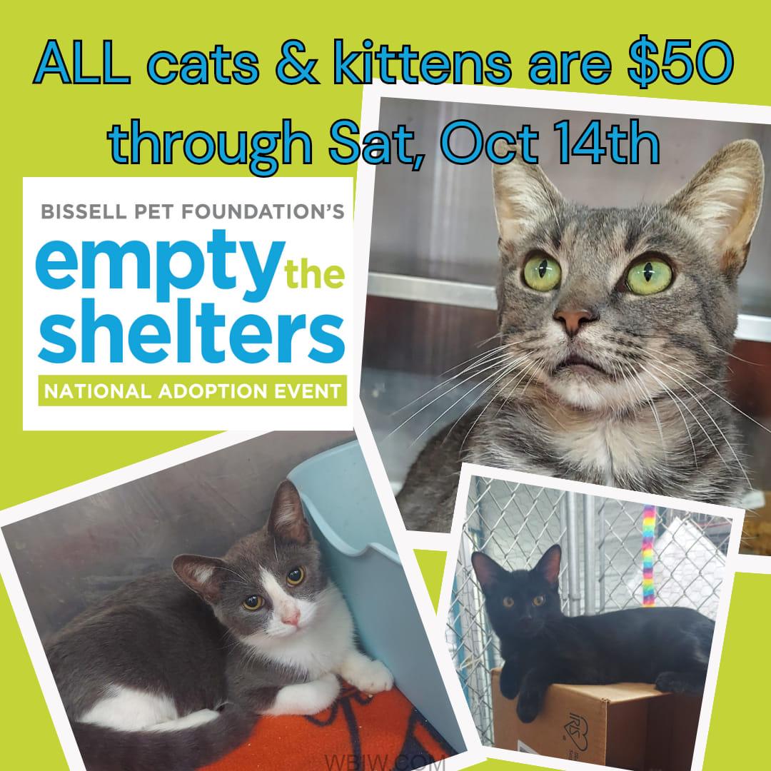 Adopt a WRHS cat or kitten for only $50 until October 14