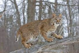 Indiana to launch first bobcat hunting season with limits on quotas and ...