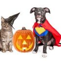 Halloween Horrors: What your vet wants you to know about pet safety